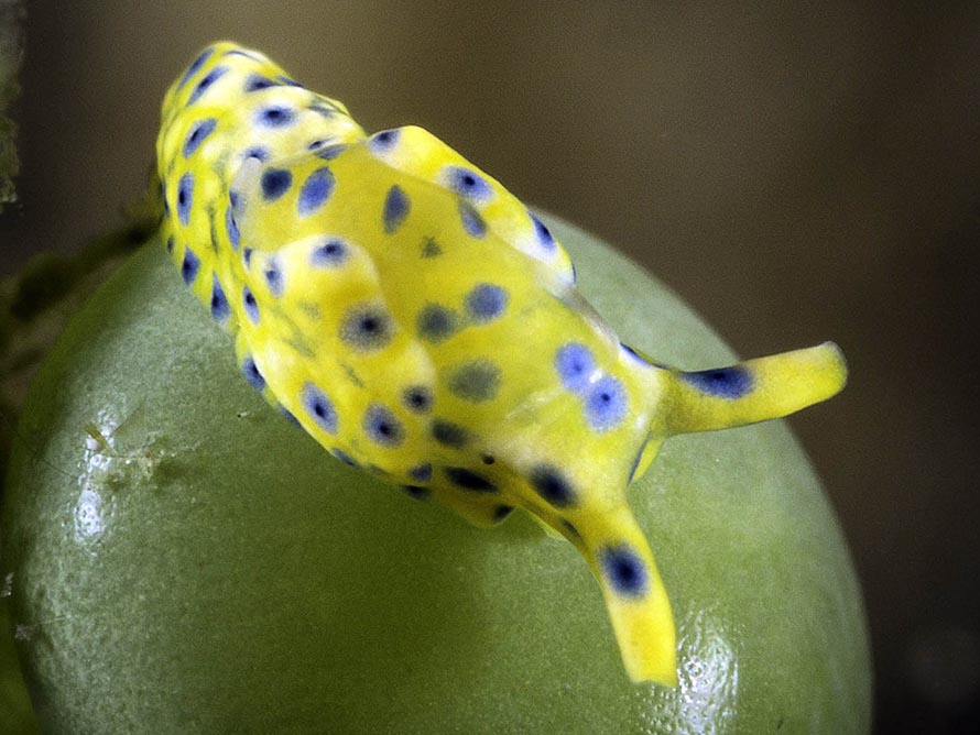 Oxynoe jacksoni